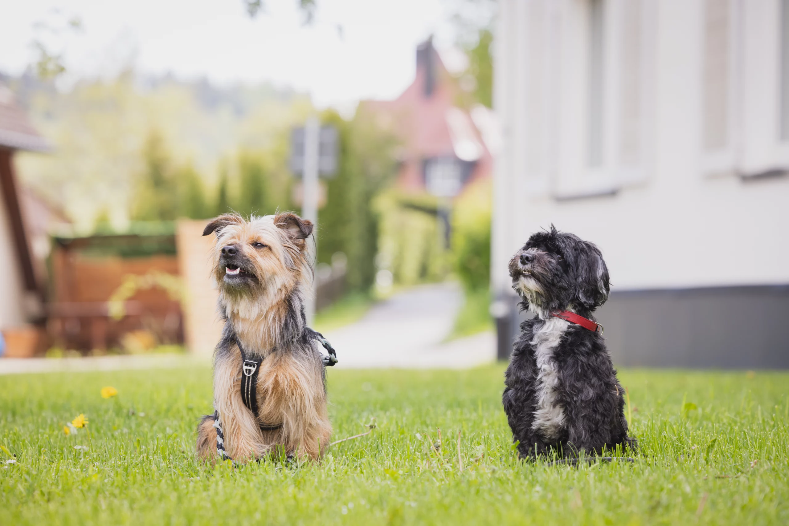 tierbegleitete und tiergestützte therapie