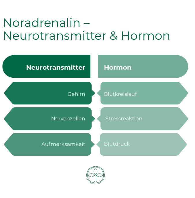 Noradrenalin – Neurotransmitter & Hormon Infografik zeigt Noradrenalin als Neurotransmitter im Gehirn (Nervenzellen, Aufmerksamkeit) und als Hormon im Blutkreislauf (Stressreaktion, Blutdruck).